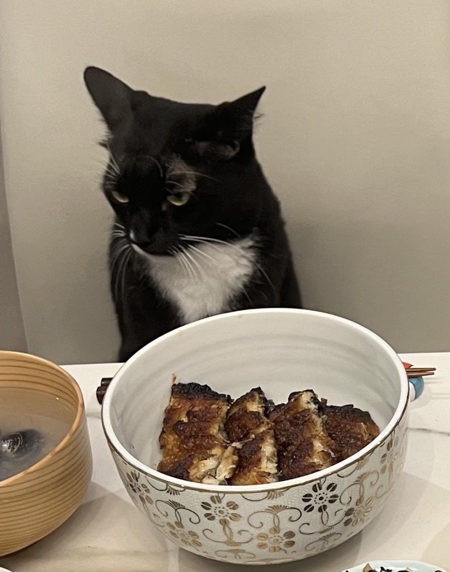 ハチワレ「こ、これは…」
クロネコ「はやくカリカリだせ」