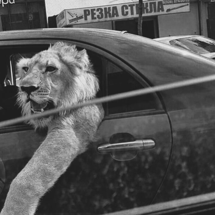 REX (@rexchillect) on Twitter photo 