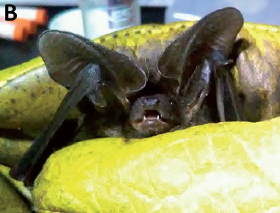 LaboEcoPob's tweet photo. 🦇Se hallaron dos ejemplares de Histiotus velatus en Misiones después de 31 años sin registros, reafirmando la presencia del quiróptero en la provincia. Para saber cómo, dónde y quiénes, leé la nota completa
https://t.co/zcaHWq25zx https://t.co/Oq4PWUBBw6