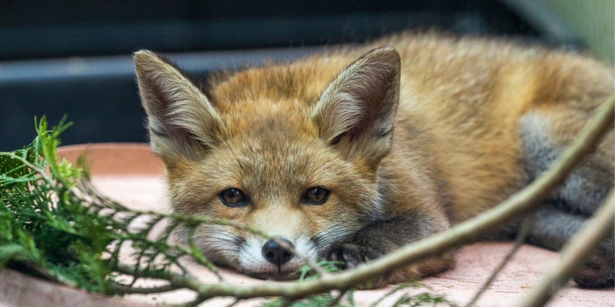 RSPCA (England & Wales) (@rspca_official) on Twitter photo Today we're celebrating fantastic foxes in honour of <a href="/LeagueACS/">League Against Cruel Sports</a>'s #FoxDay.
It's been 3 months since we handed in our joint 100k-strong petition calling for a trail hunting ban, which prompted the UK Government to propose a consultation for later this year!
Watch this space 🦊 Today we're celebrating fantastic foxes in honour of <a href="/LeagueACS/">League Against Cruel Sports</a>'s #FoxDay.
It's been 3 months since we handed in our joint 100k-strong petition calling for a trail hunting ban, which prompted the UK Government to propose a consultation for later this year!
Watch this space 🦊
