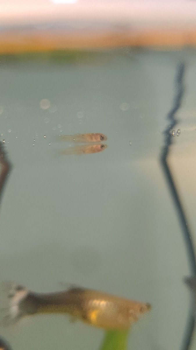 Mocomocowt tweet media