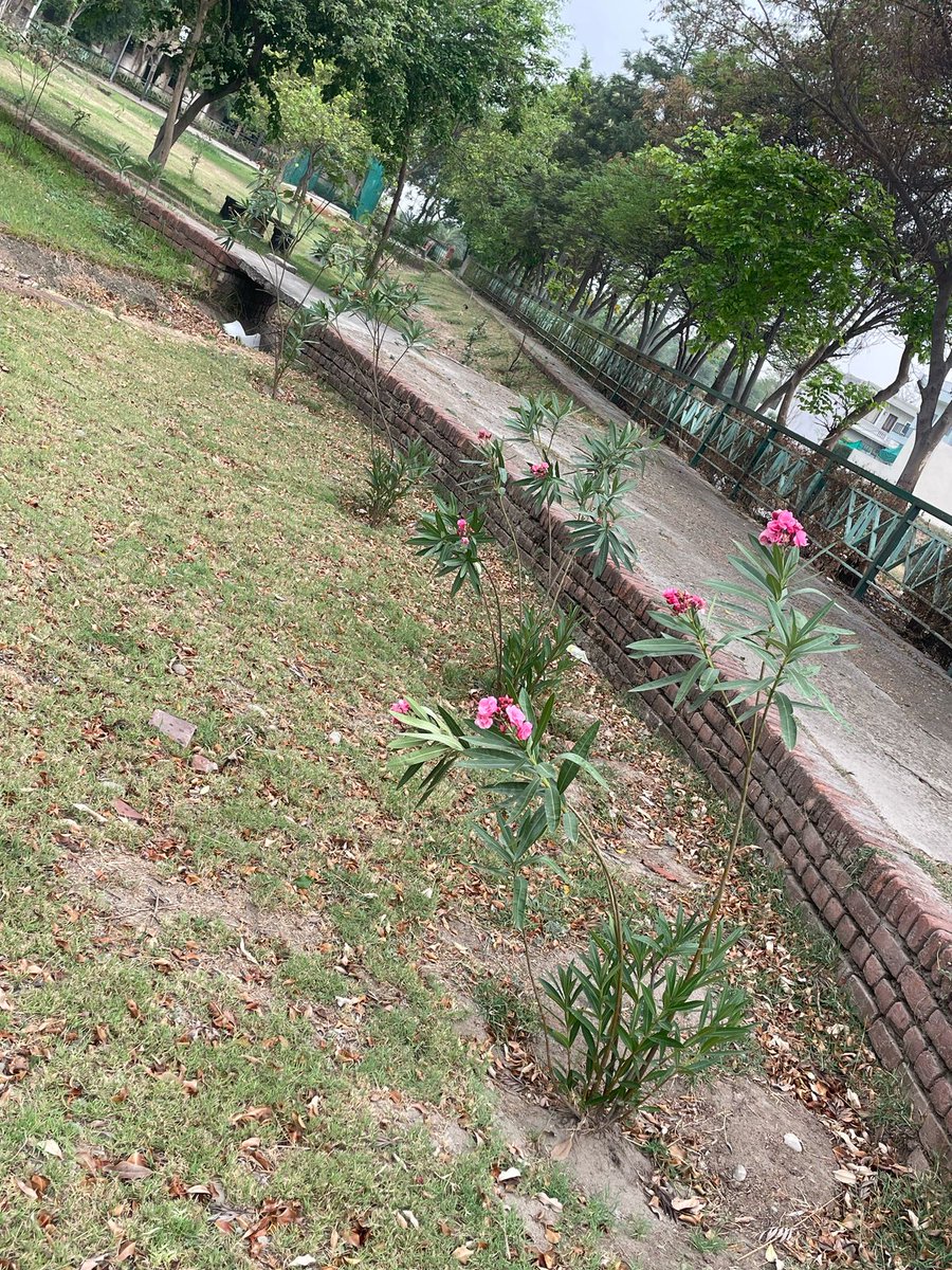 DeekshaEco's tweet photo. One year-110 saplings-Endless care-Kaner blooms bright today at Ansals, Sector 114, Mohali thanks to a humble CSR initiative by DEEKSHA &amp; CMS Info Systems Ltd. Because when we nurture nature, it blooms for us all #CSR #GreenCities #DEEKSHA #Mohali #Sustainability #environment https://t.co/AeuPgVs7x8