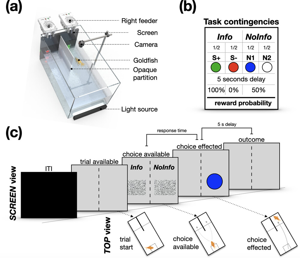 Victor (@victorajuwon1) on Twitter photo Ever wondered whether other animals are curious?
Check out our new paper:
Do goldfish like to be informed?
Now out in Proceedings of the Royal Society! Co-lead by <a href="/_MonteiroTiago_/">tiago monteiro</a> during my PhD <a href="/OxfordBiology/">Oxford Biology</a> with Mark Walton and Alex Kacelnik
doi.org/10.1098/rspb.2… Ever wondered whether other animals are curious?
Check out our new paper:
Do goldfish like to be informed?
Now out in Proceedings of the Royal Society! Co-lead by <a href="/_MonteiroTiago_/">tiago monteiro</a> during my PhD <a href="/OxfordBiology/">Oxford Biology</a> with Mark Walton and Alex Kacelnik
doi.org/10.1098/rspb.2…