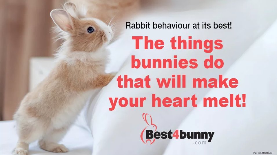 Sadly many people think rabbits don’t do much. How wrong can they be? They clearly have not spent any time with rabbits. Our blog proves just how great they are...
The things bunnies do that will make your heart melt! best4bunny.com/the-things-bun…