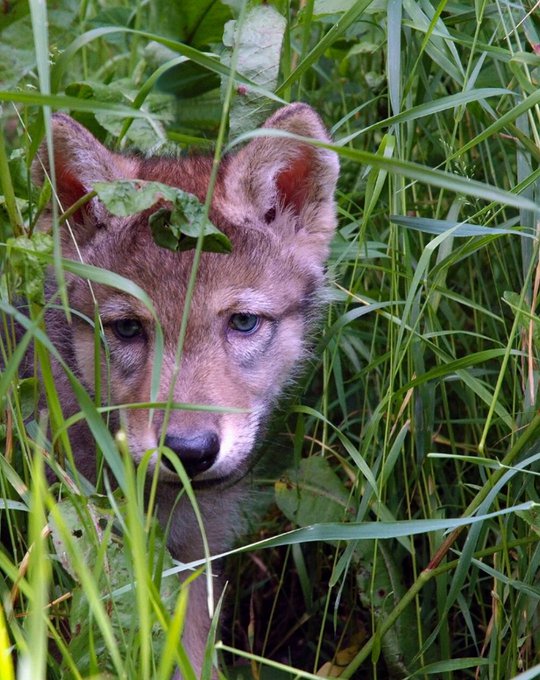 „Problemem nie są #wilki, lecz ich brak.” 🟩 Rozmowa z <a href="/PPrzyrodnika/">Katarzyna Kozyra-Zyskowska</a>: dzikiezycie.pl/aktualnosci/56…
📊 W skali całej populacji zwierząt hodowlanych zagrożenie ze strony wilków pozostaje niewielkie.
W UE jedynie 📉 0,02% bydła jest atakowane przez #wilki, w Polsce - jeszcze mniej.