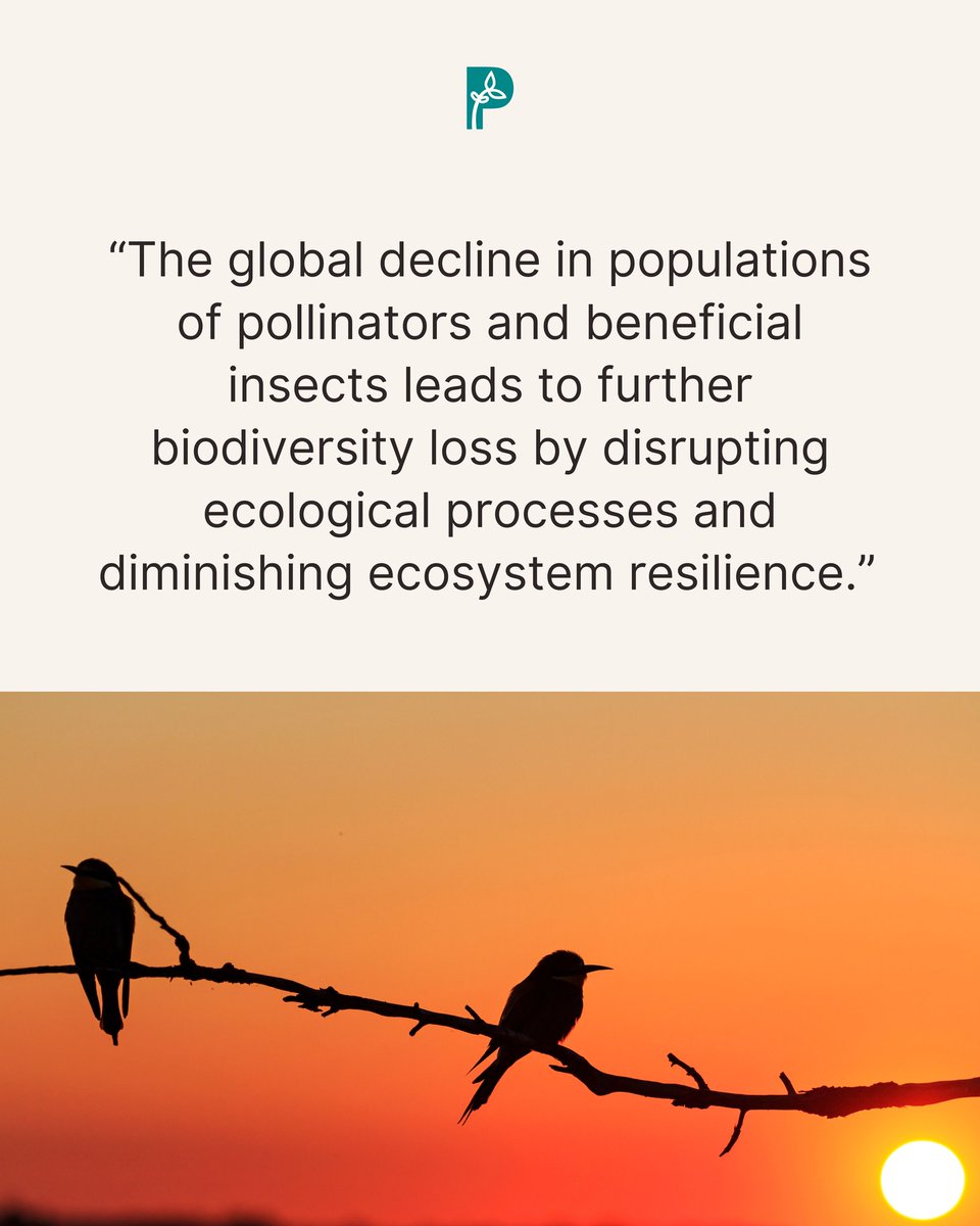 PANAsiaPacific's tweet photo. This #InternationalDayForBiologicalDiversity, let’s take action to protect pollinators, preserve biodiversity, and build resilient ecosystems.
#BiodiversityDay #ProtectOurPollinators #AgroecologyNow https://t.co/NIjYSmnU76