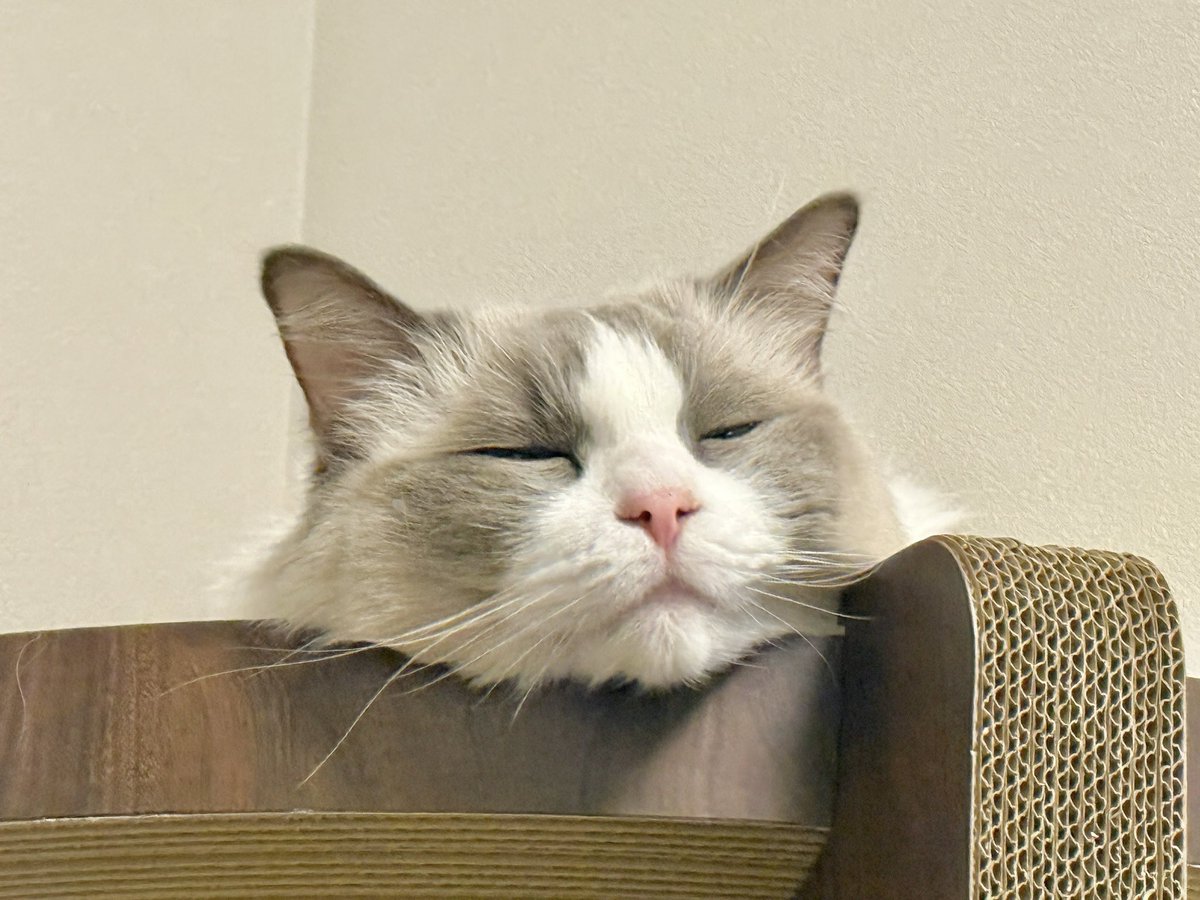 ragdoll0504's tweet image. 疲れた時に見たくなるこの寝顔💤

 #わんにゃんフォト2025