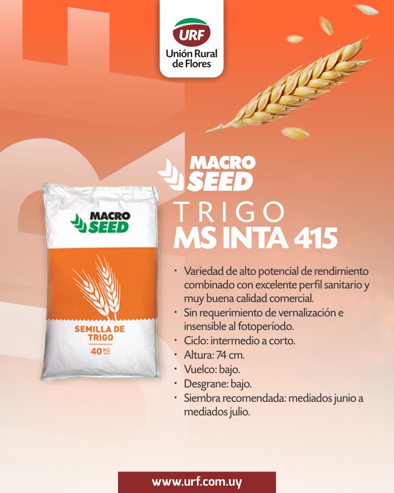 🌾 𝗧𝗥𝗜𝗚𝗢 𝗠𝗦 𝗜𝗡𝗧𝗔 𝟰𝟭𝟱
Una opción de ciclo intermedio a corto con excelente perfil sanitario y destacada calidad comercial.
📍 Sin requerimiento de vernalización, insensible al fotoperíodo y con bajo vuelco y desgrane.
La siembra ideal: de mediados de junio a mediados