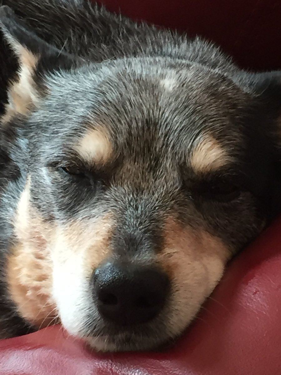 #ThrowbackThursday to 2016 with Angel Ember 🌈.

#RipEmber #RIPEmber 🐶🌈💖

#acds #cattledog #AustralianCattledog #BlueHeeler #heeler #dogs #dogsoftwitter #dogsofX