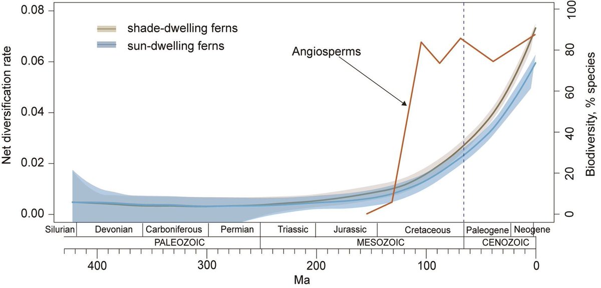🌿 Shaded habitats created by the flourishing of angiosperms drives the acceleration of fern diversification as a result of the successful colonisation of shaded moist habitats in angiosperm dominated forests
🔍 Article: buff.ly/zIaGzOX 
🗞️ Blog: buff.ly/zg7cTMY