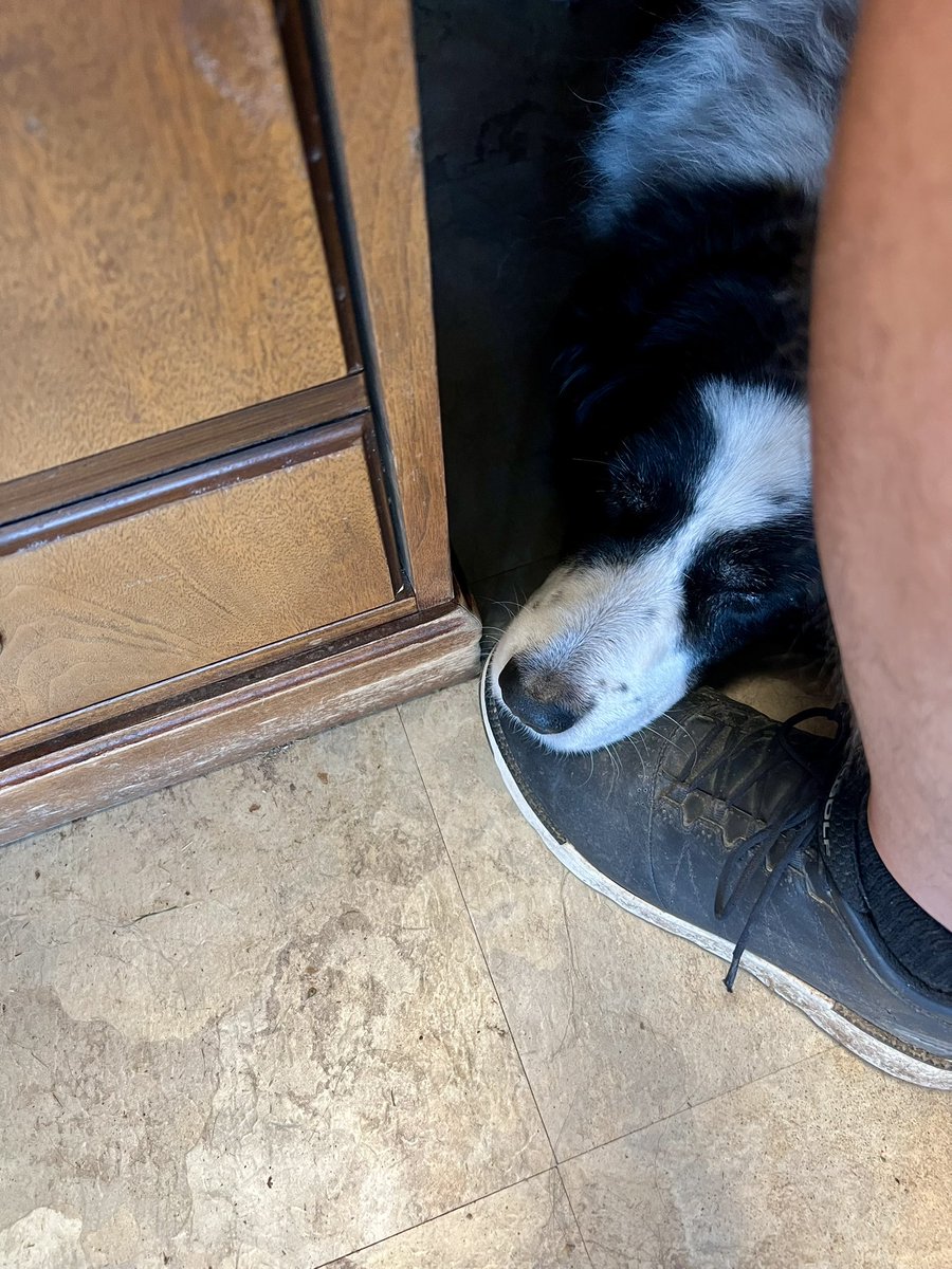 Slight delay in today’s operations, hope Dutch just has a short nap!!😴 <a href="/DogsOfTurf/">Dogs Of Turf</a>