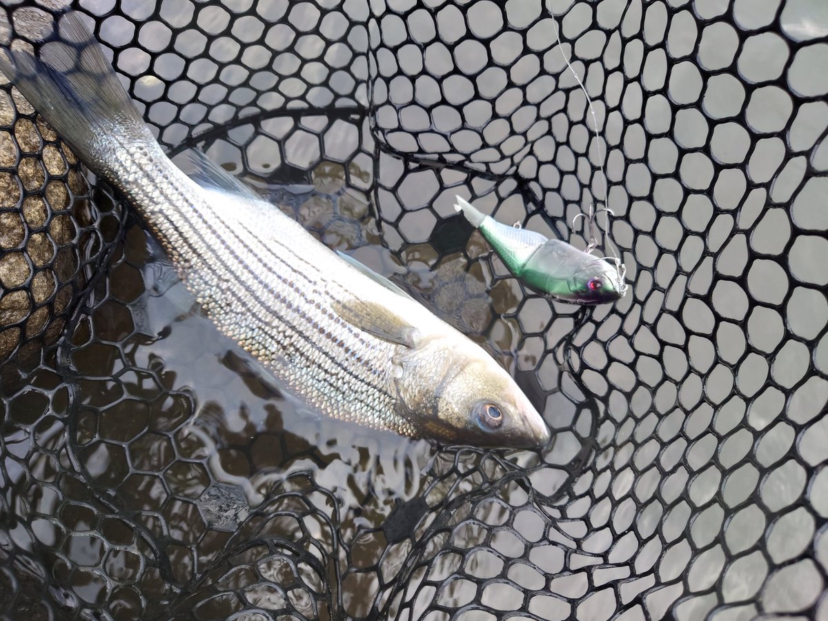JokerSeraphy's tweet photo. 更にTIK フィッシュ！×2
中池滝前で
FISHオリカラFL FLASHMattを
ヨコヨコしたら
ストライパー2本カミンです✨

良かった
まだ虹鱒意識しとるやつおって😆

#DRT
#タイニークラッシュ
#TinyKLASH
#TIK
#FISHオリカラ
#FLFLASHMatt https://t.co/CRCzkr9aMX
