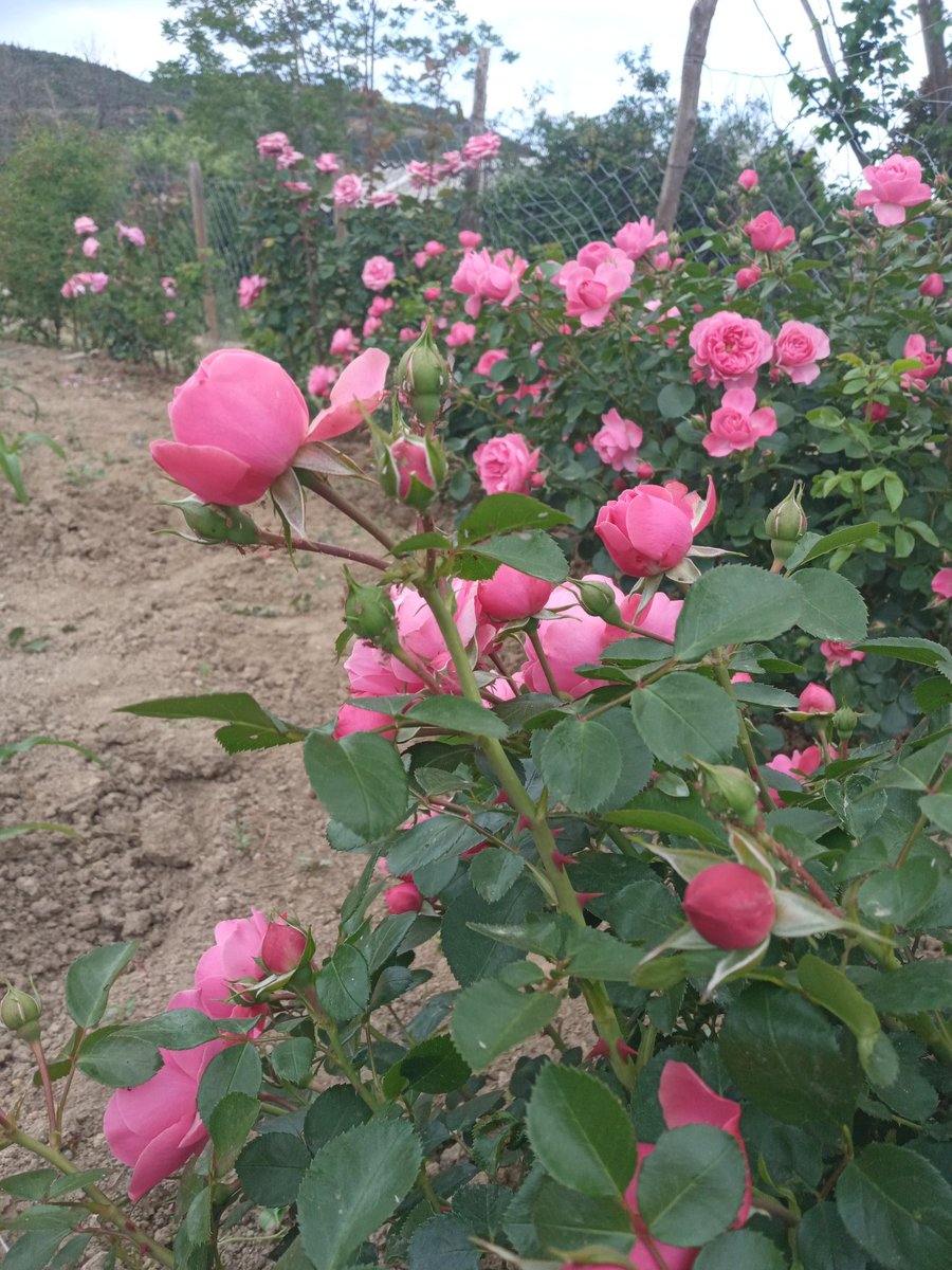 Eyüp Candan (@eypcandan17) on Twitter photo 