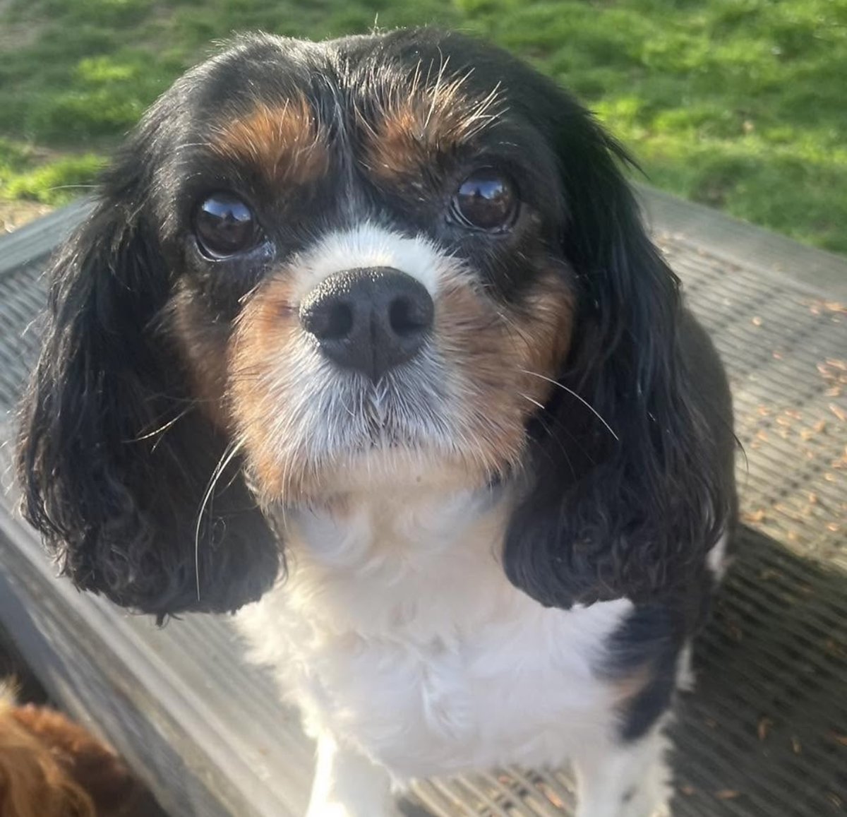 Gorgeous Cavalier Freida, age 8 is looking for her forever home ❤ She is an absolute sweetheart and a very easy-going Cavalier. She is a super friendly, confident and happy girl.
📍 Location: East Yorkshire
Reduced adoption donation applies
She loves to meet new people and