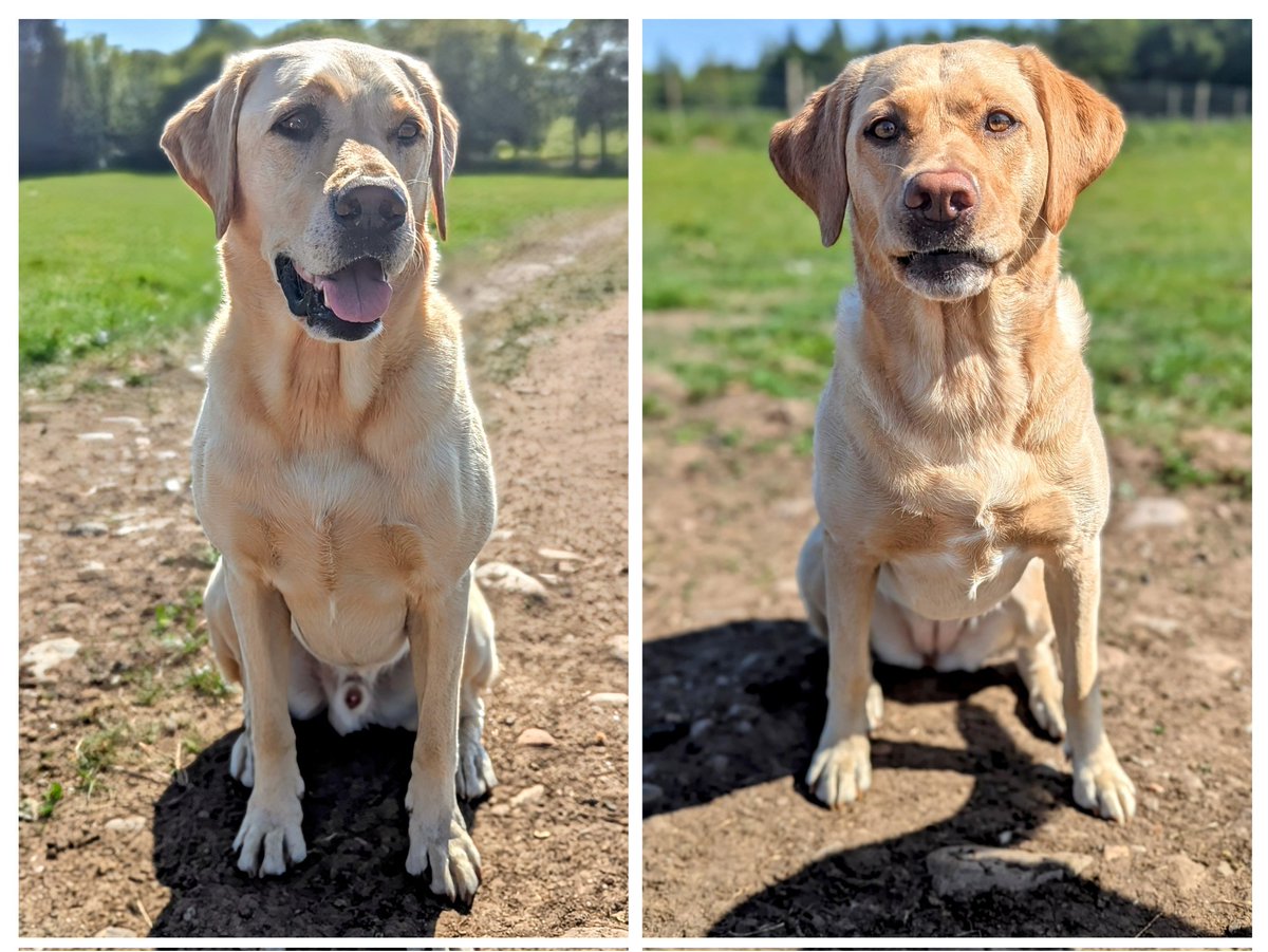 Albert and Bera 🐶🐕 Bert's Legacy 🌈 ❤️ tweet media