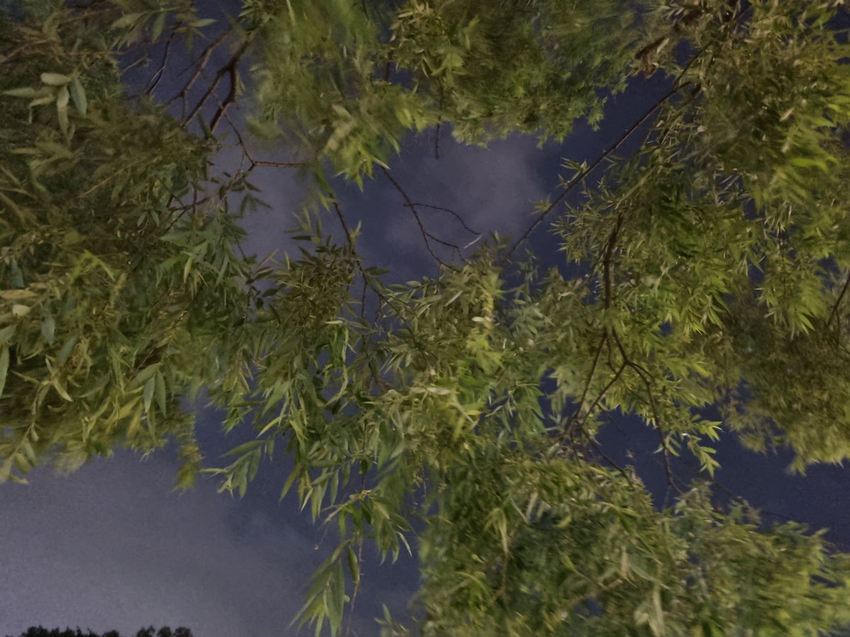 guiyeon_'s tweet photo. 온순한 바람을 주머니에 넣고 봄밤 산책을 하였다
밤하늘의 빛 향연이 수 놓은 구름을
눈에 담고
어둠과 빛 사이 빛나는 백작약 꽃은
나그네를 보고 놀자고 했다
기다려 그리곤 메가커피를 사들고 앉아서
백작약 꽃향기 한모금 나그네 한모금 나누며 놀았다
다양한 운동기구를 섭렵하며 몸도 풀었다. https://t.co/7FBAv1McVK