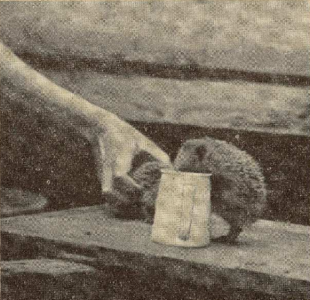 "Ezis kāpj traukā pēc barības. L. Āboliņa uzņ."

/Daba un Zinātne, 01.03.1937