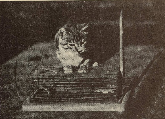 "Laime nelaimē. T. Strautzeja uzņēmums"

/Daba un Zinātne, 01.06.1934