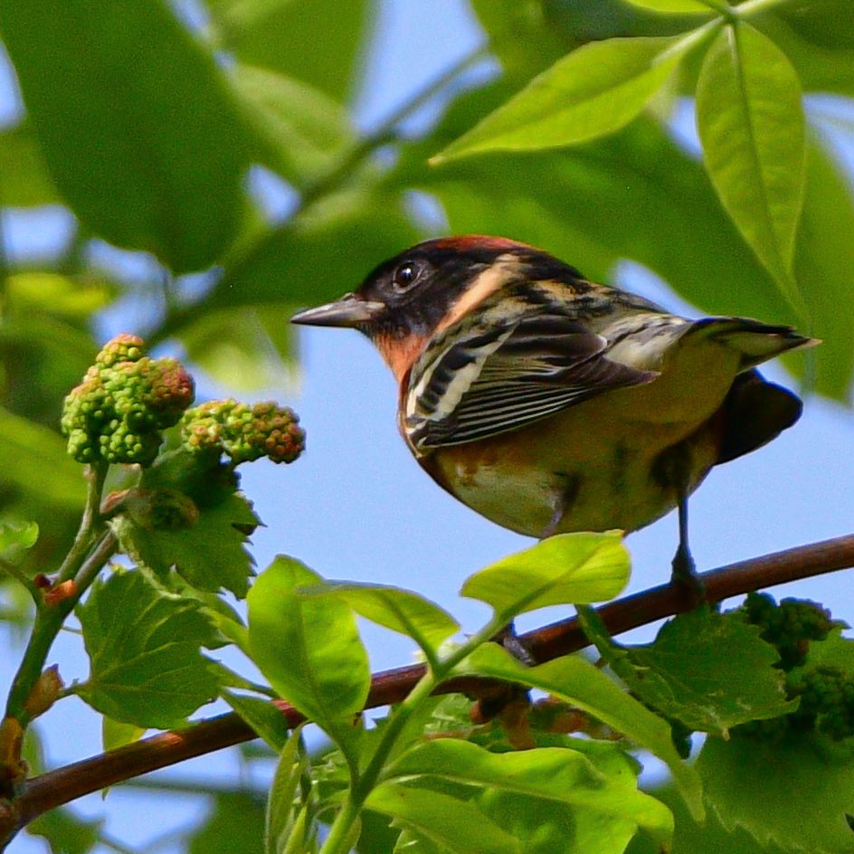 It’s a Bay-breasted Warbler. He was not cooperating and you’ll just have to trust me. 
#MageeMarsh #BWIAB #Birds #BirdTwitter #TwitterBirds