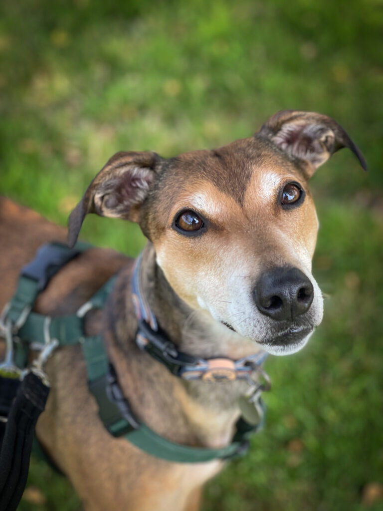 Penny (@penny2449) on Twitter photo #forgottensoulshour
Coco 5 yr old Lurcher, she loves people, playing with
toys and food, she also loves to snuggle up for a
snooze, unsure of strange dogs so needs plenty of
space til she knows them, more info/adopt
her from <a href="/ForeverHoundsUK/">Forever Hounds Trust</a> #forgottensoulshour
Coco 5 yr old Lurcher, she loves people, playing with
toys and food, she also loves to snuggle up for a
snooze, unsure of strange dogs so needs plenty of
space til she knows them, more info/adopt
her from <a href="/ForeverHoundsUK/">Forever Hounds Trust</a>