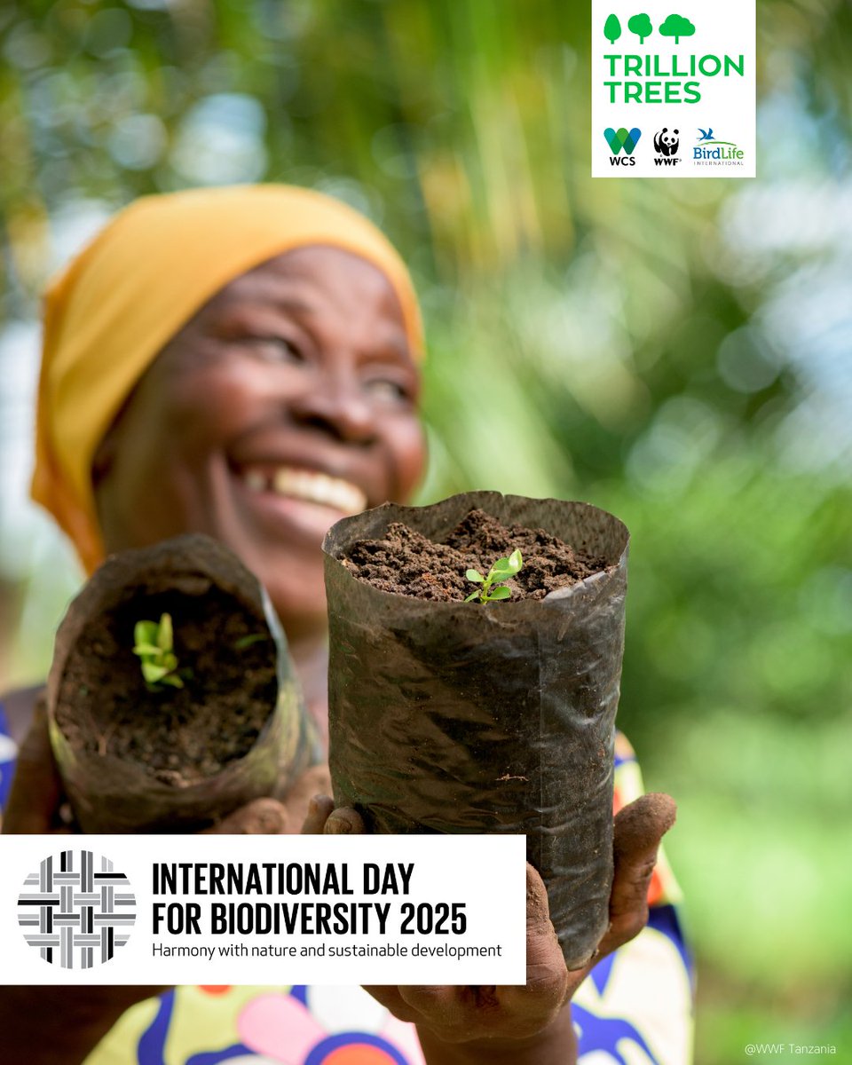 Trillion Trees (@1trilliontrees) on Twitter photo #BiodiversityDay <a href="/WWFTANZANIA/">WWF-Tanzania</a> integrates sustainable livelihoods with forest restoration. A women-led cooperative grows spice trees to restore degraded forests & support local farmers. Biodiversity & development can go hand in hand. Learn more: bit.ly/41XhaSY #BiodiversityDay <a href="/WWFTANZANIA/">WWF-Tanzania</a> integrates sustainable livelihoods with forest restoration. A women-led cooperative grows spice trees to restore degraded forests & support local farmers. Biodiversity & development can go hand in hand. Learn more: bit.ly/41XhaSY