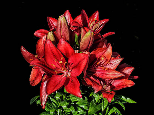 All About Red-fineartamerica.com/featured/all-a…