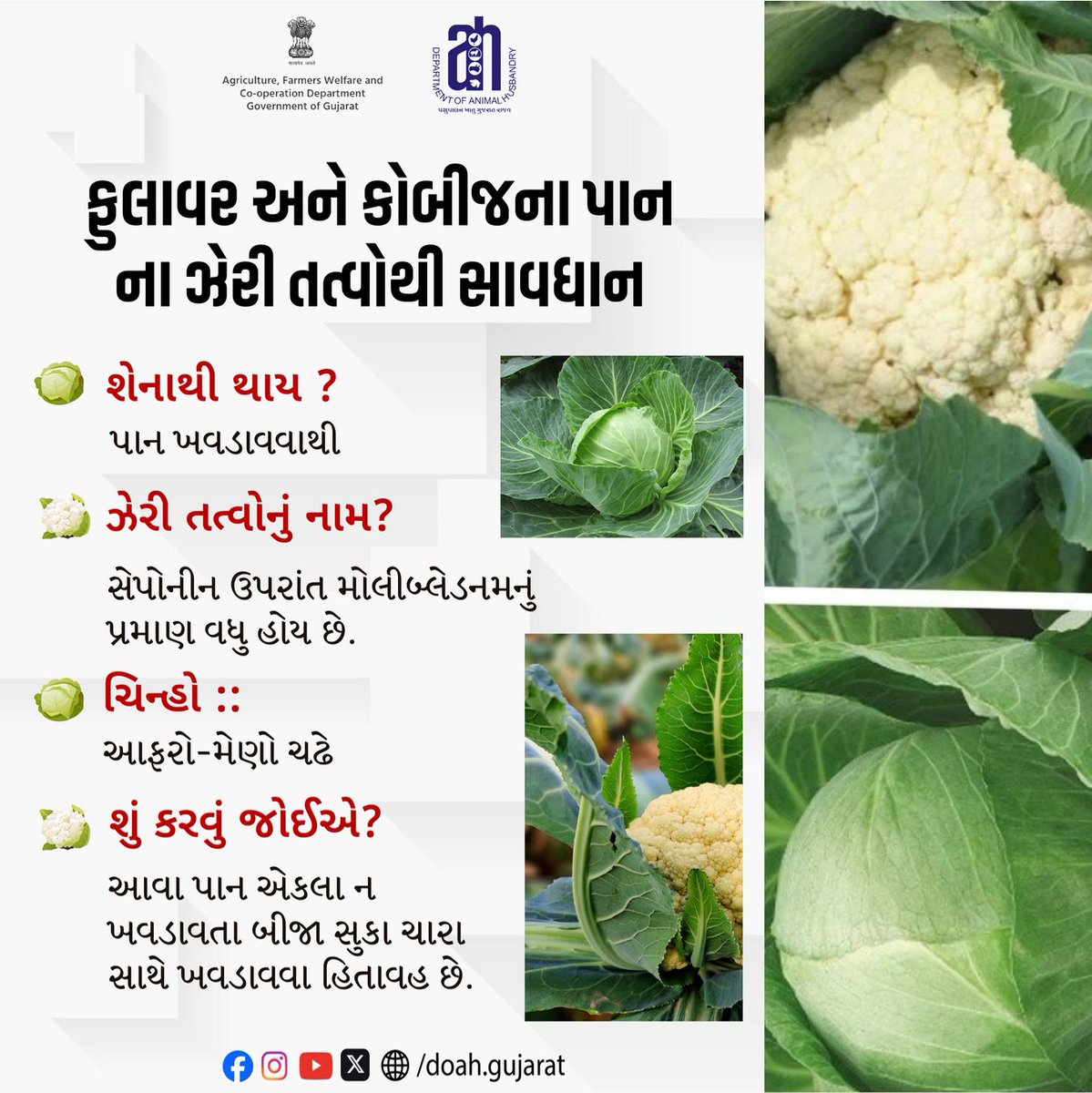 DoahGujarat's tweet photo. ⚠️ફુલાવર અને કોબીજના પાન ના ઝેરી તત્વોથી સાવધાન
🔍શેનાથી થાય ?
પાન ખવડાવવાથી
#SaponinToxicity
#MolybdenumPoisoning
#CauliflowerLeafWarning
#CabbageLeafAlert
#ToxicFodder
#LivestockHealth
#CattleSafety
#AnimalHusbandryAwareness https://t.co/ds0T79Tmf8