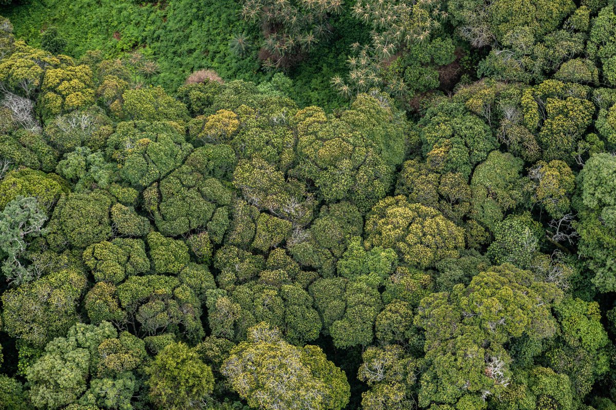 Nyungwe National Park (@nyungwepark) on Twitter photo Happy International Day for Biological Diversity-Harmony with nature and sustainable development. In April 2025, a total of 12,633 alien& invasive species were removed by 3765 man-days of labor from local communities as part of habitat restoration. Photos: <a href="/Gael_RVW/">Gael Ruboneka</a> Happy International Day for Biological Diversity-Harmony with nature and sustainable development. In April 2025, a total of 12,633 alien& invasive species were removed by 3765 man-days of labor from local communities as part of habitat restoration. Photos: <a href="/Gael_RVW/">Gael Ruboneka</a>
