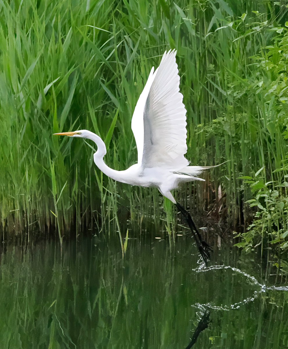 I spotted this Great Egret on Central Park's Harlem Meer just as it was taking off. Believe it or not, this is no more than 50 yards from Fifth Avenue. 🥰🥰🥰#Egret #CentralPark #birdcpp