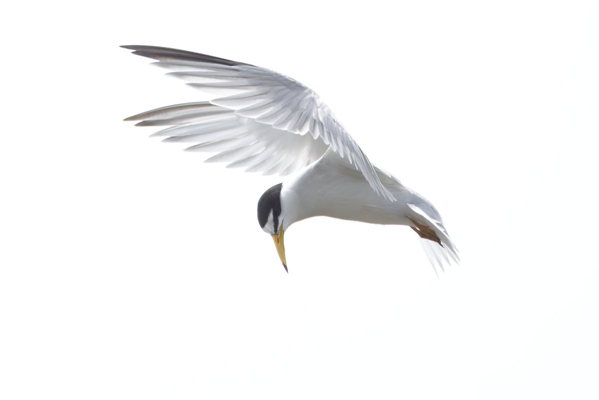 Gareth Bowes (@garbo69) on Twitter photo Least Tern. South Cape May Meadows, Cape May, New Jersey last week. <a href="/WildlifeBoston/">WildlifeBoston</a> @njaudobon Least Tern. South Cape May Meadows, Cape May, New Jersey last week. <a href="/WildlifeBoston/">WildlifeBoston</a> @njaudobon