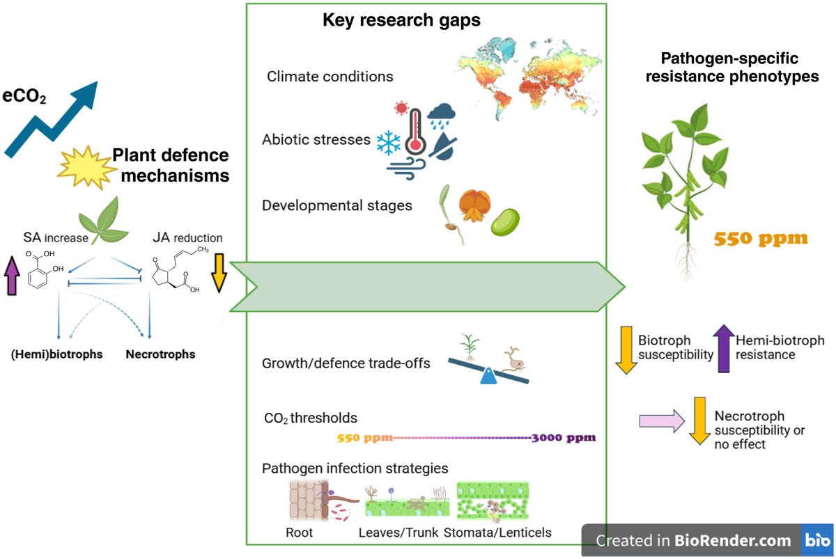New Phytologist (@newphyt) on Twitter photo Elevated CO₂: a double-edged sword for #plant #defence against #pathogens
📖 nph.onlinelibrary.wiley.com/doi/10.1111/np…
👆 A #Commentary by Rosa Sanchez-Lucas & <a href="/ELunaDiez/">Dr Estrella Luna-Diez</a> on this article by Bredow et al.
👇
📖 nph.onlinelibrary.wiley.com/doi/10.1111/np…
#LatestIssue <a href="/wileyplantsci/">Wiley Plant Science</a> Elevated CO₂: a double-edged sword for #plant #defence against #pathogens
📖 nph.onlinelibrary.wiley.com/doi/10.1111/np…
👆 A #Commentary by Rosa Sanchez-Lucas & <a href="/ELunaDiez/">Dr Estrella Luna-Diez</a> on this article by Bredow et al.
👇
📖 nph.onlinelibrary.wiley.com/doi/10.1111/np…
#LatestIssue <a href="/wileyplantsci/">Wiley Plant Science</a>