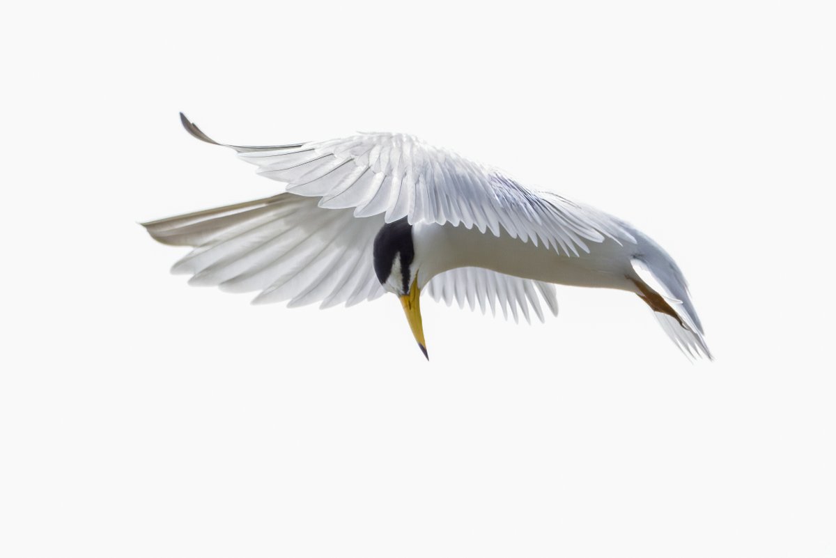 Garbo69's tweet image. Least Tern. South Cape May Meadows, Cape May, New Jersey last week. @WildlifeBoston  @njaudobon