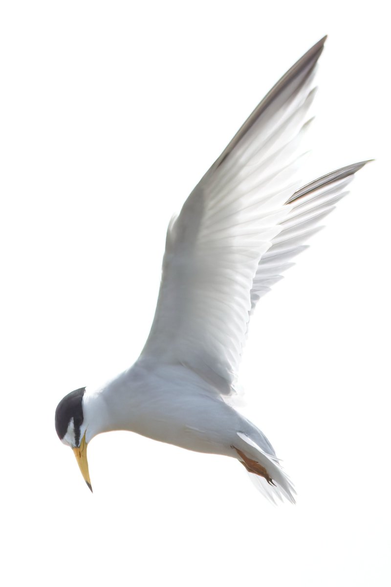 Garbo69's tweet image. Least Tern. South Cape May Meadows, Cape May, New Jersey last week. @WildlifeBoston  @njaudobon