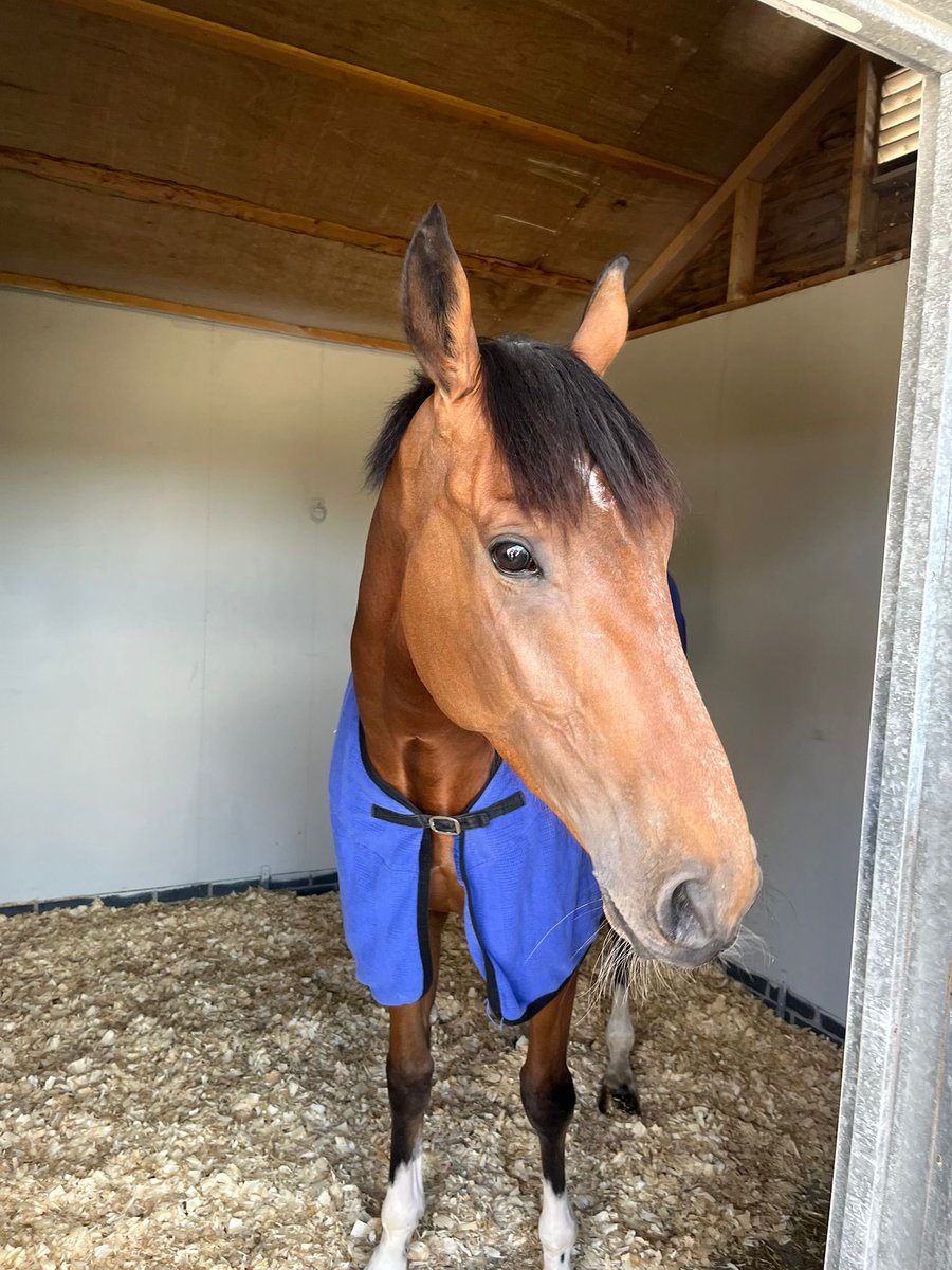 S.Pearce Racing (@spearce_racing) on Twitter photo Today Trackman runs in the 2.25pm at <a href="/GTYarmouthRaces/">Great Yarmouth Races</a> #comehomesafe #racehorse #horseracing #legs #trackers #thursdayfeeling Today Trackman runs in the 2.25pm at <a href="/GTYarmouthRaces/">Great Yarmouth Races</a> #comehomesafe #racehorse #horseracing #legs #trackers #thursdayfeeling