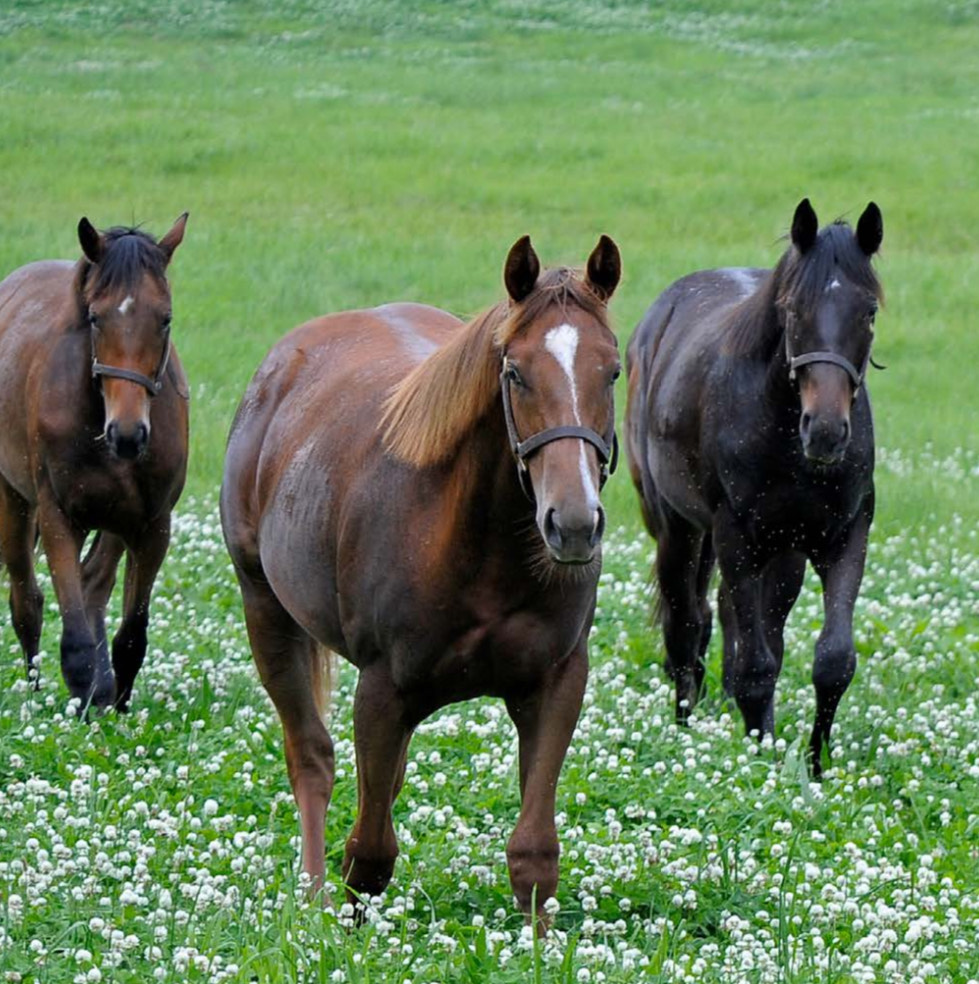 Did you know? Each year, 16,000 Thoroughbreds retire from racing. 🐎
TCA partners with aftercare orgs to ensure they land safely—whether in second careers or retirement.
Every horse deserves a bright future. 💛
#ThoroughbredAftercare #SupportTCA #OTTB