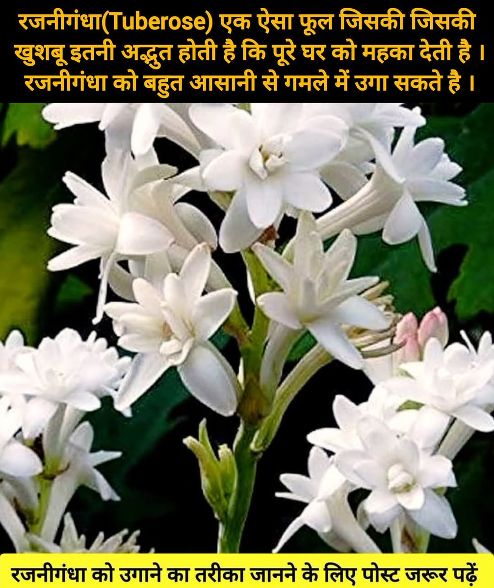 रोते हुए भी मुस्कुराना इक अपना मिजाज है,
             🌹 अकेले में बैठकर खुद से मिलना भी अंदाज है।
दिल के दर्द को हम आंसुओ में क्यों बहाए ,
            🌹 यही तो सबसे खूबसूरत होने का राज है ।।
#शालिनी ..... ✍️
