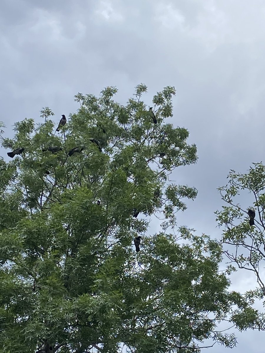 Today I realized how pretty my daily walk home is