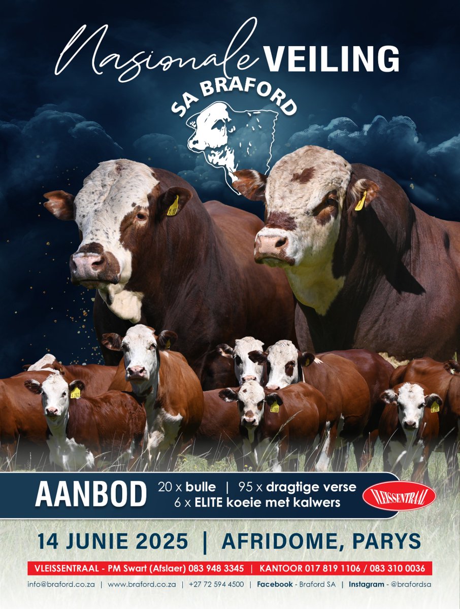 Die SA Braford Beestelersgenootskap bied hul 11de nasionale #veiling op 14 Junie 2025 by Afridome, Parys aan. 20 Braford-bulle, 6 elite-koeie met kalwers, en 95 dragtige verse sal op die veiling beskikbaar wees. Kontak Die SA Braford-kantoor by 072 594 4500 vir meer inligting.
