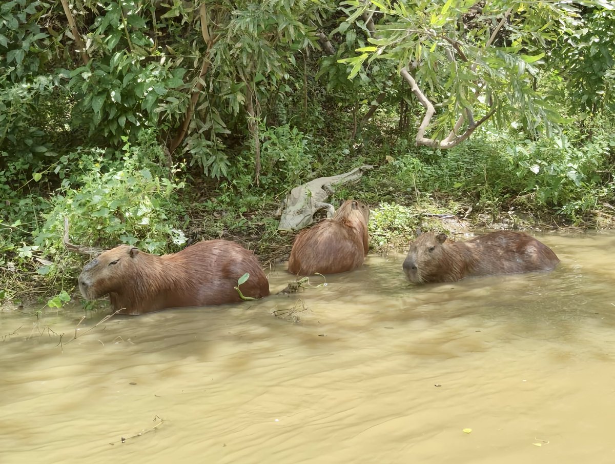 To effectively protect the biodiversity along the project route, the project department of CRCCI's Luray-Riveralta Highway organized personnel to take various measures to protect the local flora and fauna, achieving a win-win situation.