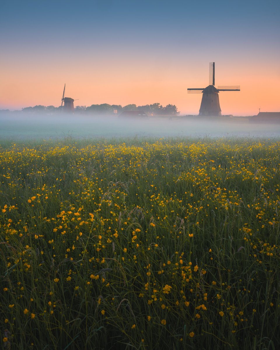 albertdrosphoto's tweet image. Spring mood at the Dutch windmills