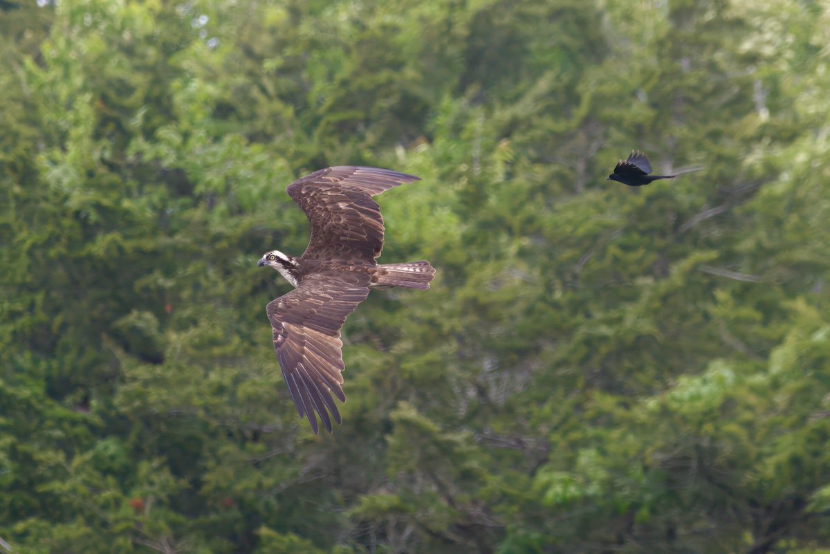 Garbo69's tweet image. A Red Winged Blackbird chasing off an Osprey at South Cape May Meadows, Cape May, New Jersey last week. @WildlifeBoston @njaudobon #birds  #osprey