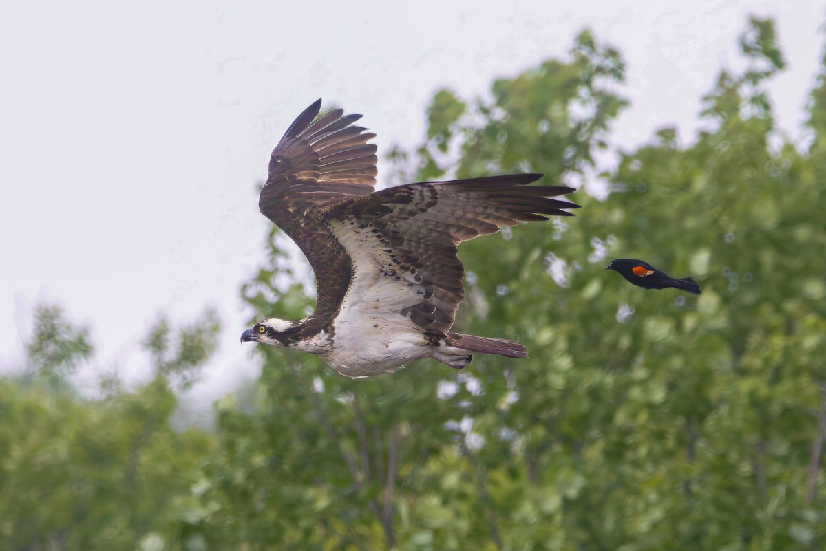 Gareth Bowes (@garbo69) on Twitter photo A Red Winged Blackbird chasing off an Osprey at South Cape May Meadows, Cape May, New Jersey last week. <a href="/WildlifeBoston/">WildlifeBoston</a> @njaudobon #birds #osprey A Red Winged Blackbird chasing off an Osprey at South Cape May Meadows, Cape May, New Jersey last week. <a href="/WildlifeBoston/">WildlifeBoston</a> @njaudobon #birds #osprey