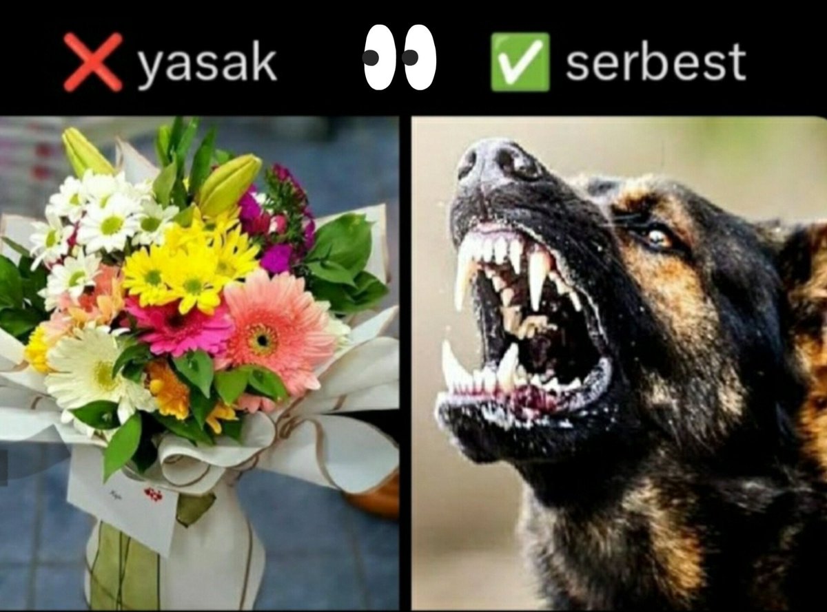 yagmur_gokce06's tweet photo. Hastanelerimiz ve kedi-köpekler; tüy, deri döküntüleri veya dışkı yoluyla mikroorganizmalar taşıyabilir. Hastanelerde bağışıklığı zayıf hastalar bulunduğu için bu, ciddi enfeksiyon riski oluşturabilir. Ayrıca, bazı hastalar hayvan tüylerine alerjik olabilir. 

Ama durum buyken 👇 https://t.co/9oTd4NQc4a