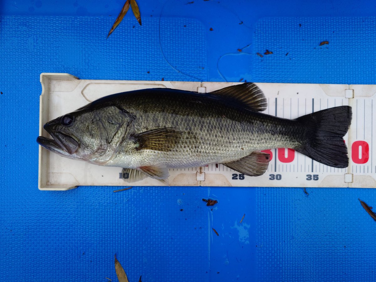 三島ダム　5月17日　その1
計測写真
本日の40アップはこれで終了かと思いきや…