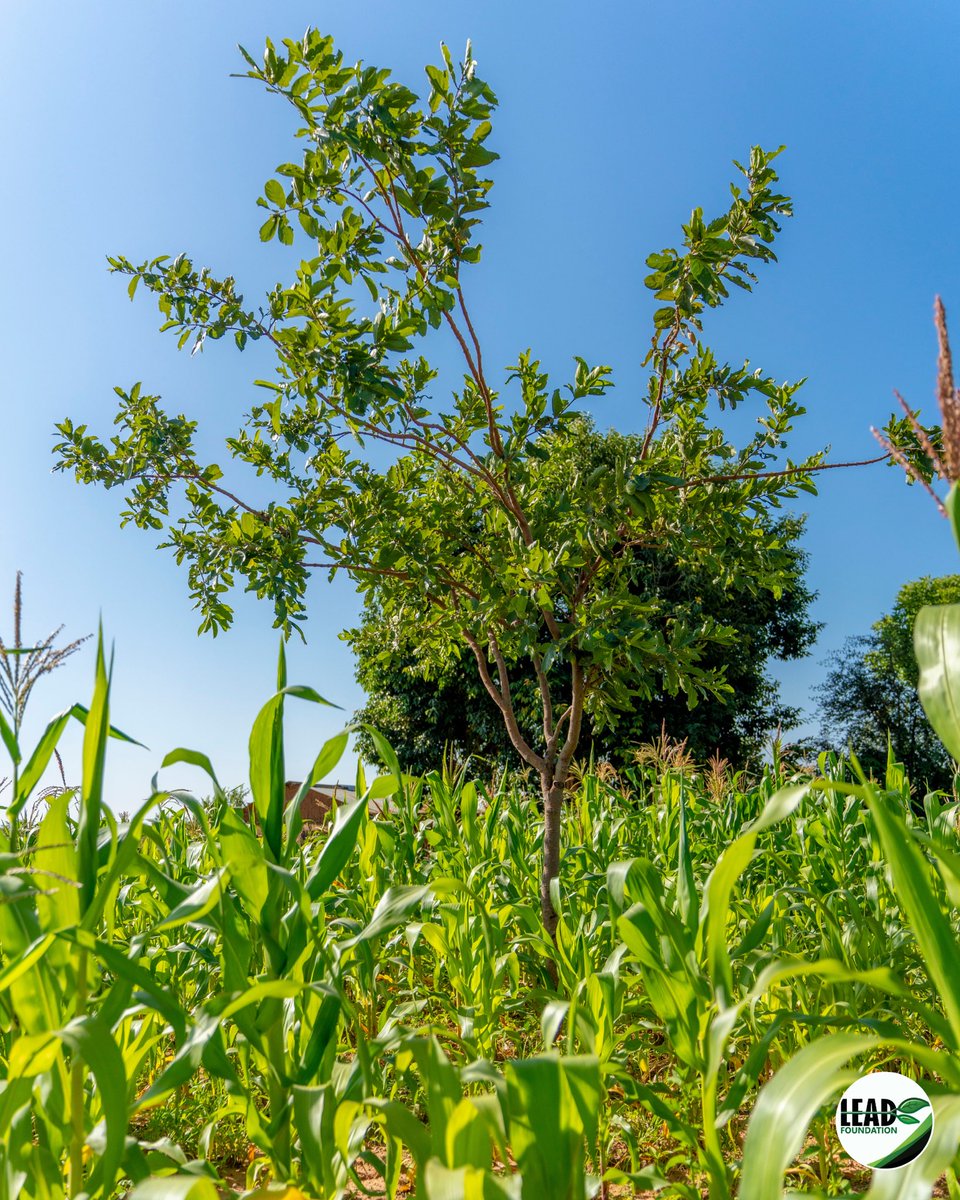 In Matare village, Singida, Pilly Hamis is turning her farm into a thriving agroforestry success 🌳🌾 With 200+ #fmnr trees, she’s seeing less erosion, better rain retention &amp; higher yields. Nature works best when it works together. 💚 #Agroforestry #KisikiHai
