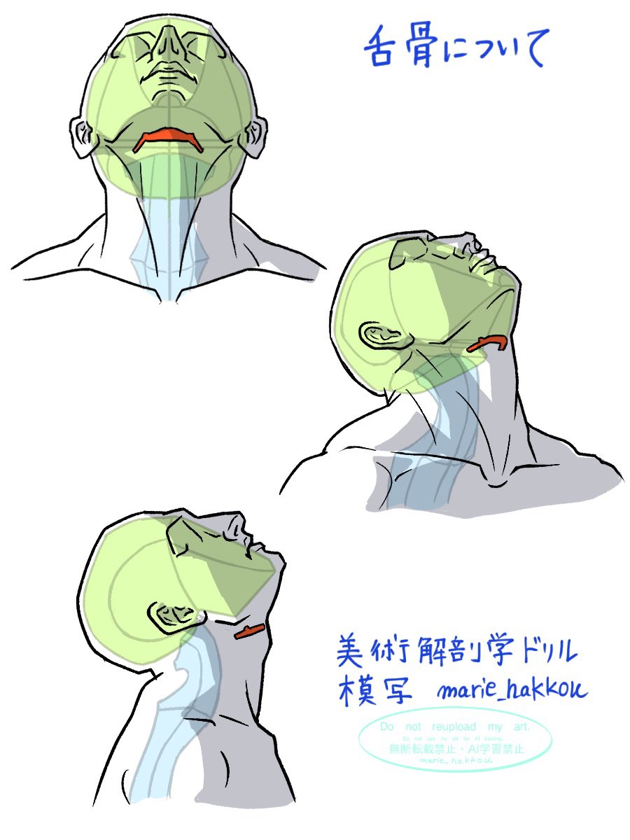marie_hakkou's tweet photo. 美術解剖学ドリル　模写
P35 舌骨は頭蓋骨の一部。U字形で他のどの骨とも連結せず浮いている。頭部を表現する際の重要なランドマーク。 https://t.co/YksNv6XYb1