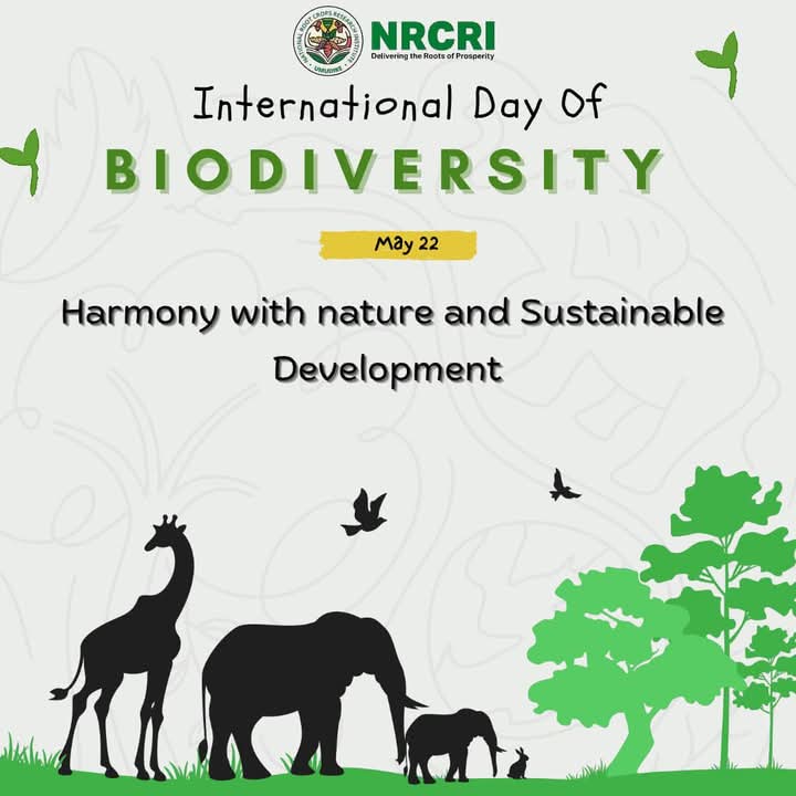 NRCRI UMUDIKE (@nrcri_umudike) on Twitter photo On Biodiversity Day 2025, let's reevaluate growth. Let's challenge systems exploiting nature. Let's build a future where development complements creation.
#BiodiversityDay2025 #ClimateAction <a href="/cegesi/">Chiedozie Egesi</a> <a href="/UNBiodiversity/">UN Biodiversity</a> <a href="/umudike_seeds/">Umudike Seeds</a> On Biodiversity Day 2025, let's reevaluate growth. Let's challenge systems exploiting nature. Let's build a future where development complements creation.
#BiodiversityDay2025 #ClimateAction <a href="/cegesi/">Chiedozie Egesi</a> <a href="/UNBiodiversity/">UN Biodiversity</a> <a href="/umudike_seeds/">Umudike Seeds</a>