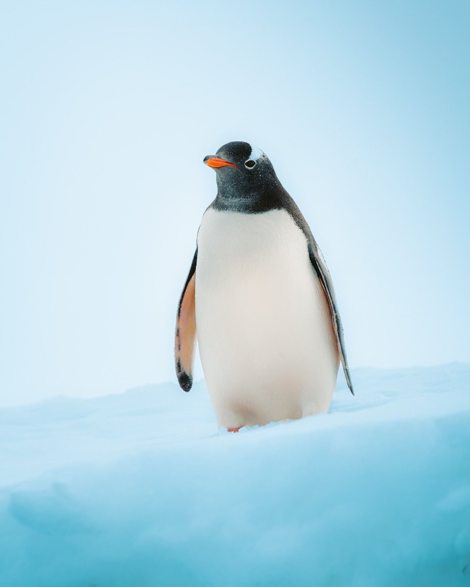 Una belleza 🧊🐧 

by <a href="/sebastian/">sebastian</a>.aguilera.cabello