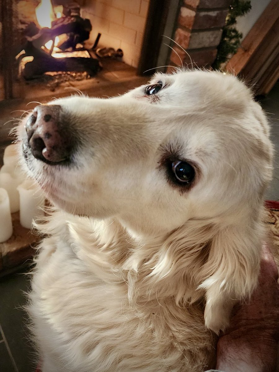 sampson_dog's tweet image. Service dog (noun) 1. The ultimate sidekick and guardian angel wrapped in fur. 2. A four-legged therapist, a tail-wagging superhero 3. Expert in melting hearts, fetching smiles, and reminding you that you are never alone. 4. A guiding light and beacon of hope. (See also:…