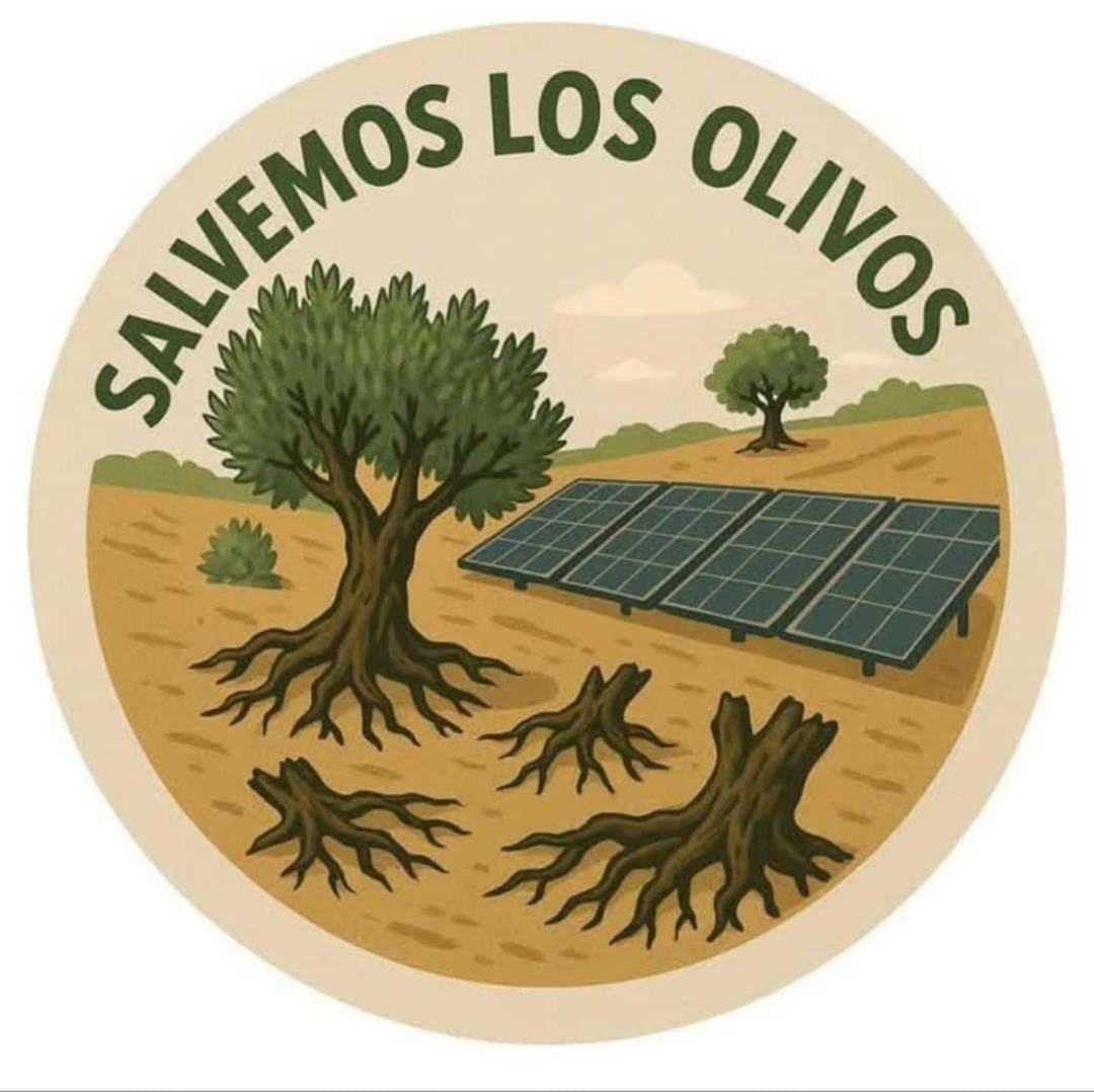 El olivo es un árbol de crecimiento lento que tarda entre 12 y más de 50 años en alcanzar su madurez productiva. Es el símbolo de una cultura enraizada milenariamente en nuestras tradiciones, cultura y estilo de vida.
Arrancar los olivos por ganar ahora unos euros de manera
